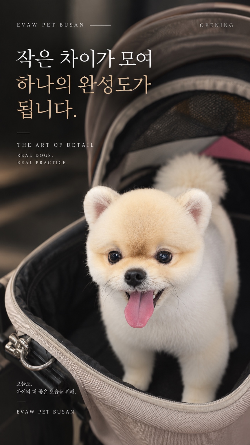 이동가방 안에서 미용을 마친 포메라니안의 완성 화보