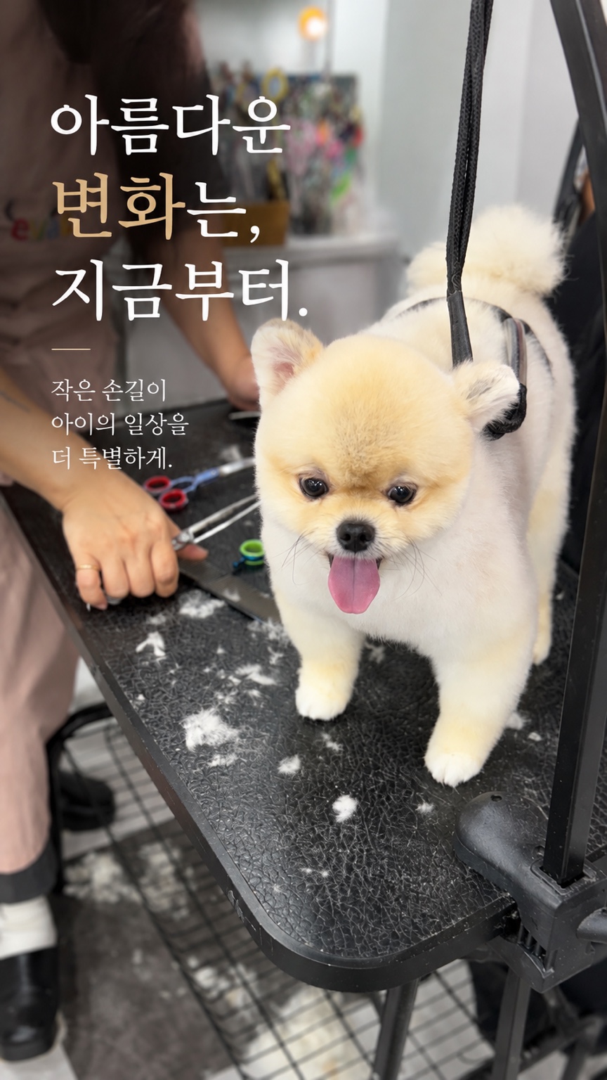 미용 테이블에서 가위 작업 중인 포메라니안의 모습